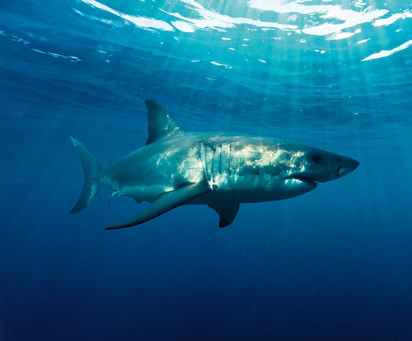 Regalo de boda: Inmersión con tiburón blanco
